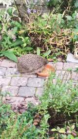 Erster Kontakt mit dem Napf